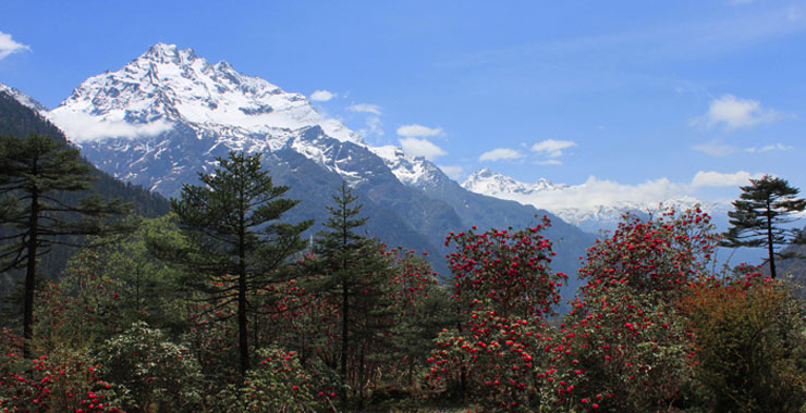 North Sikkim Rhododendron Valley